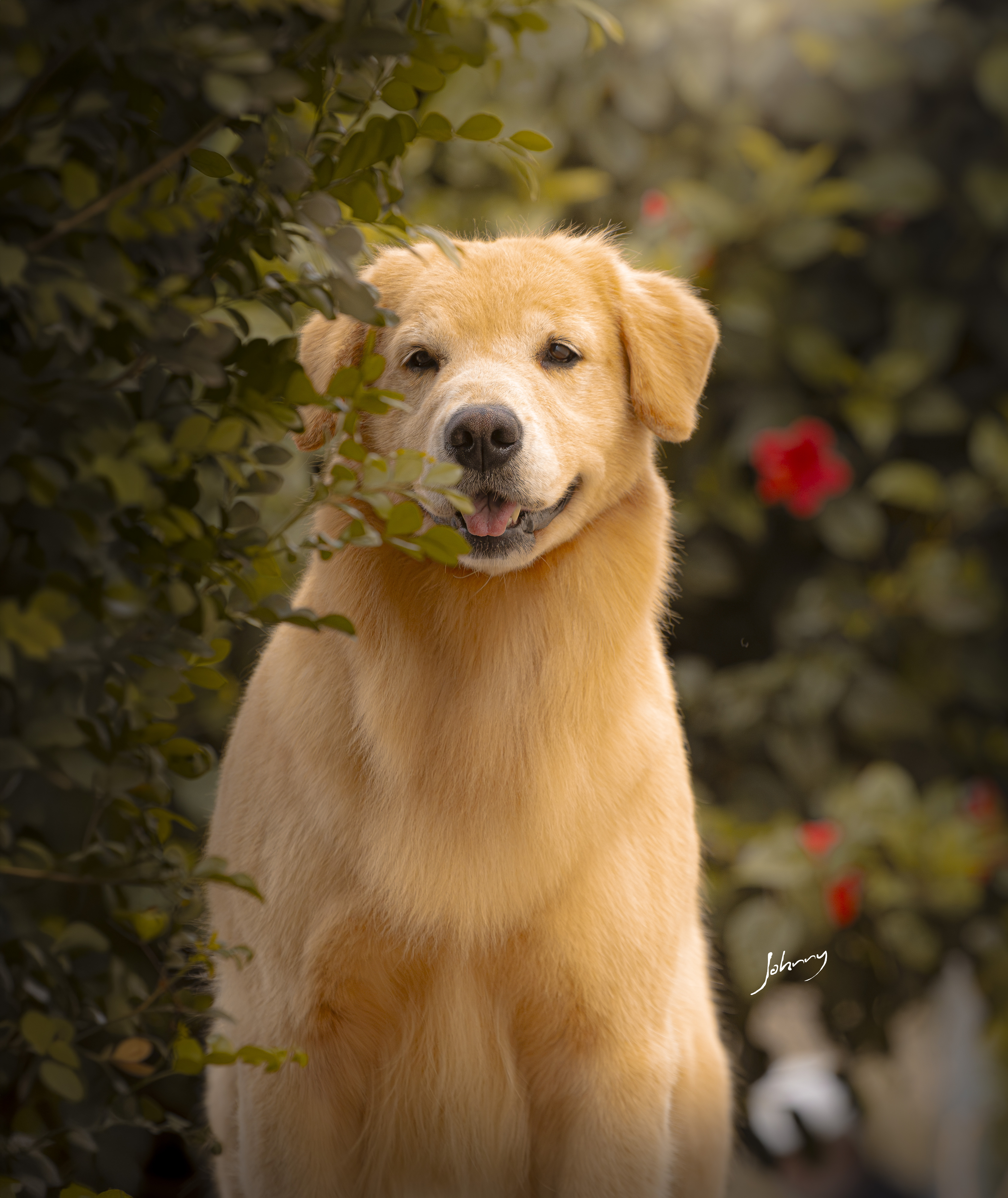 Golden Retriever no campo
